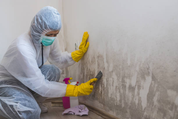 Best Dehumidification Services  in Mineralwells, WV