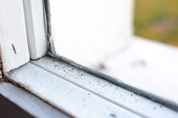 Best Attic Mold Removal  in Mineralwells, WV