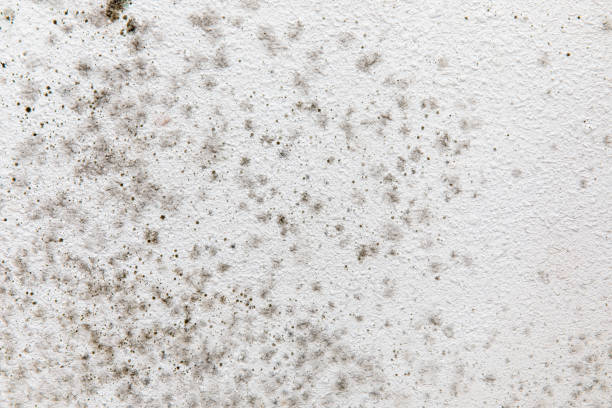 Trusted Mineralwells, WV Mold Removal Experts