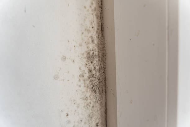 Environmental Consulting for Mold Prevention in Mineralwells, WV