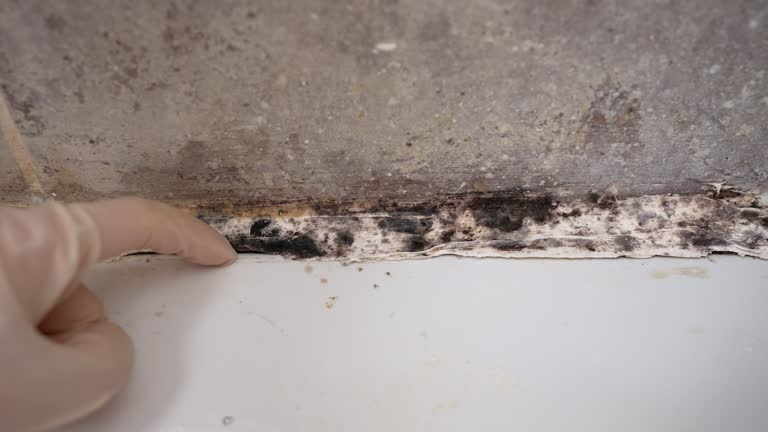 Best Post-Remediation Verification Testing  in Mineralwells, WV